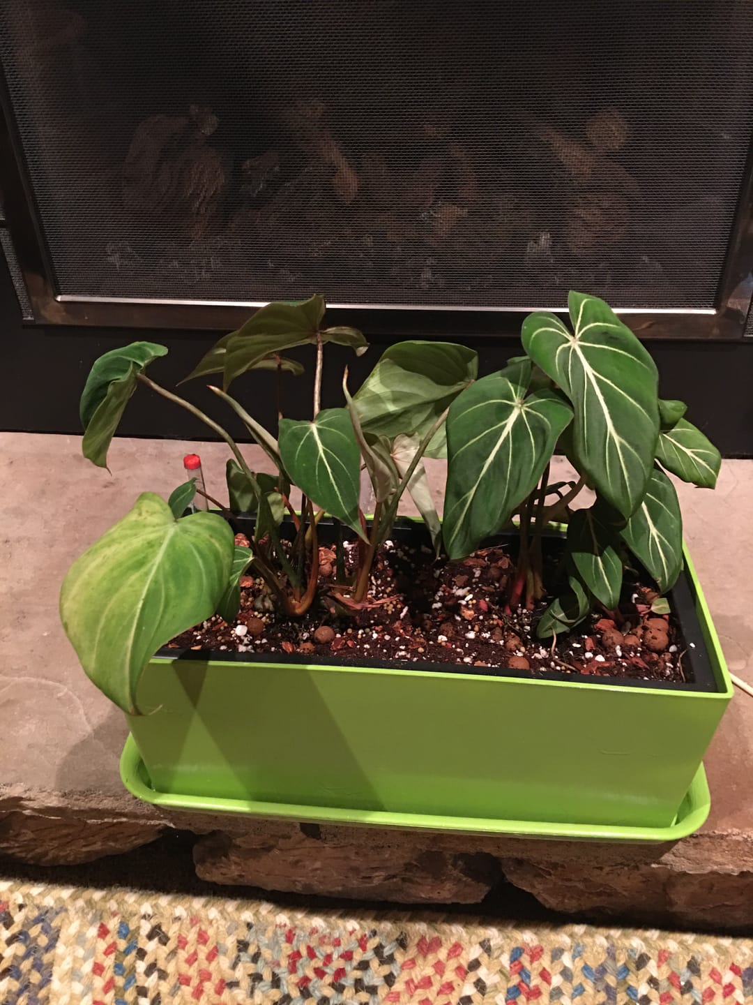 Customer photo review of Philodendron gloriosum
