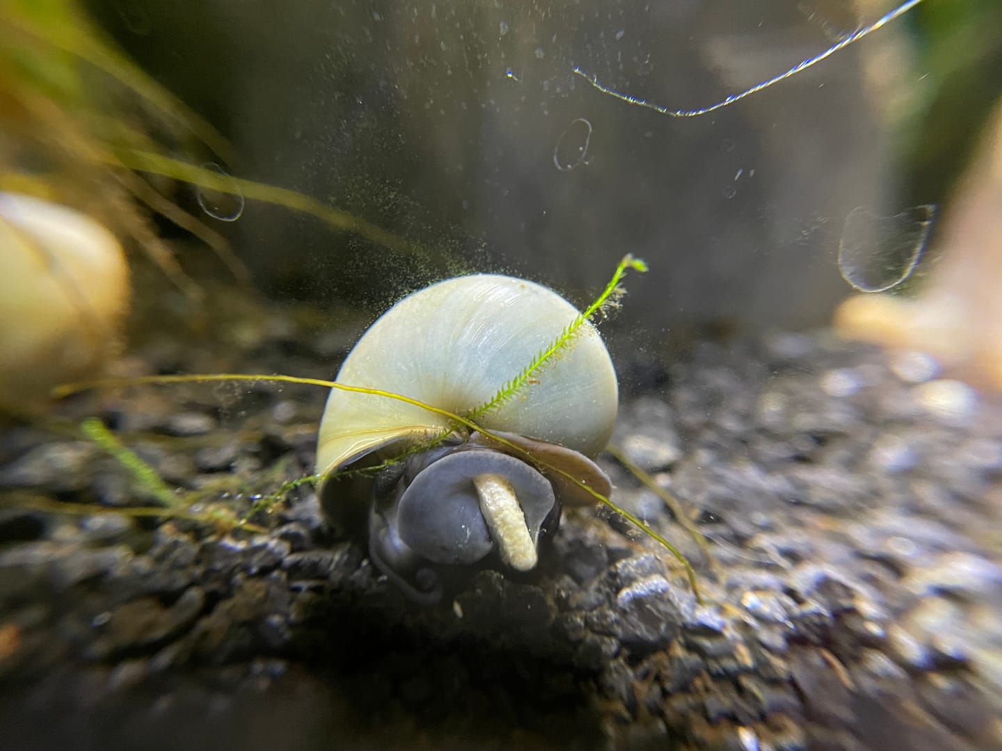 Customer photo review of Blue Mystery Snail