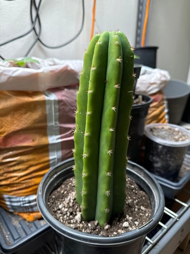 Customer photo review of Imperfect San Pedro Cactus Cuttings | Echinopsis (Trichocereus) pachanoi Cuttings