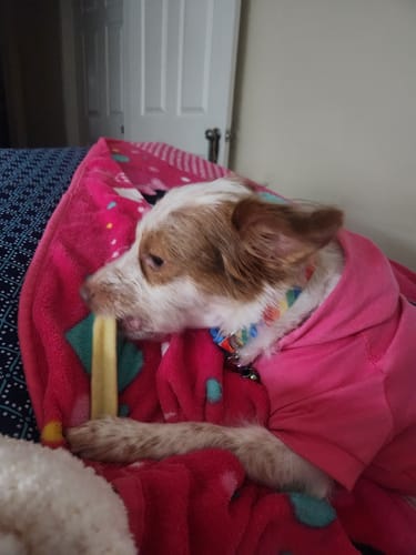 Customer photo review of BANANA YAK CHEWS