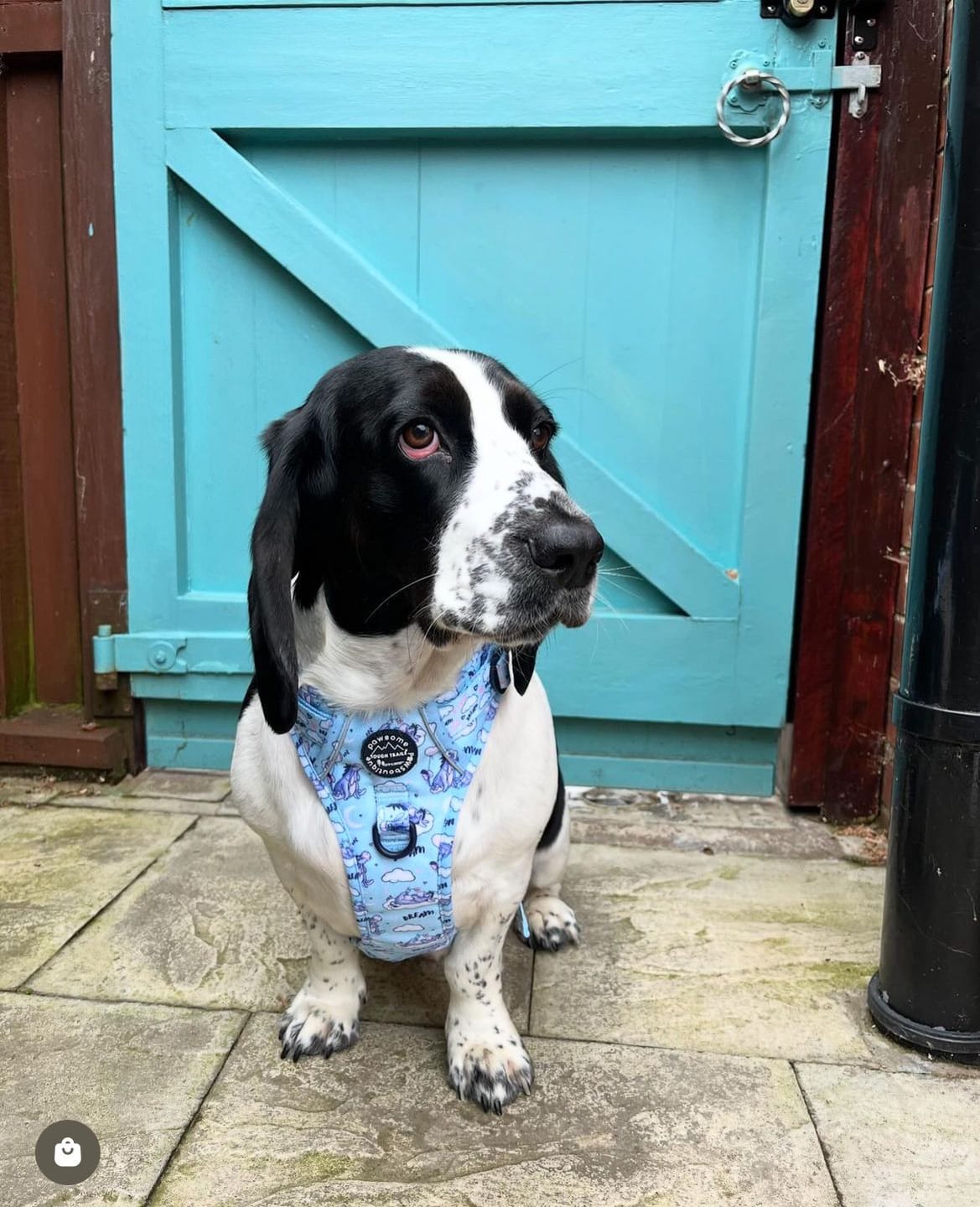 Customer photo review of Disney© Tough Trails™ Harness - Eeyore