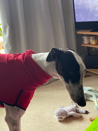 Customer photo review of Fleece Sighthound Base-Layer Coat with Underbelly and Snood