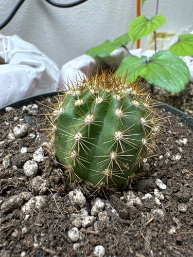 Customer photo review of Torch Cactus | Trichocereus grandiflorus