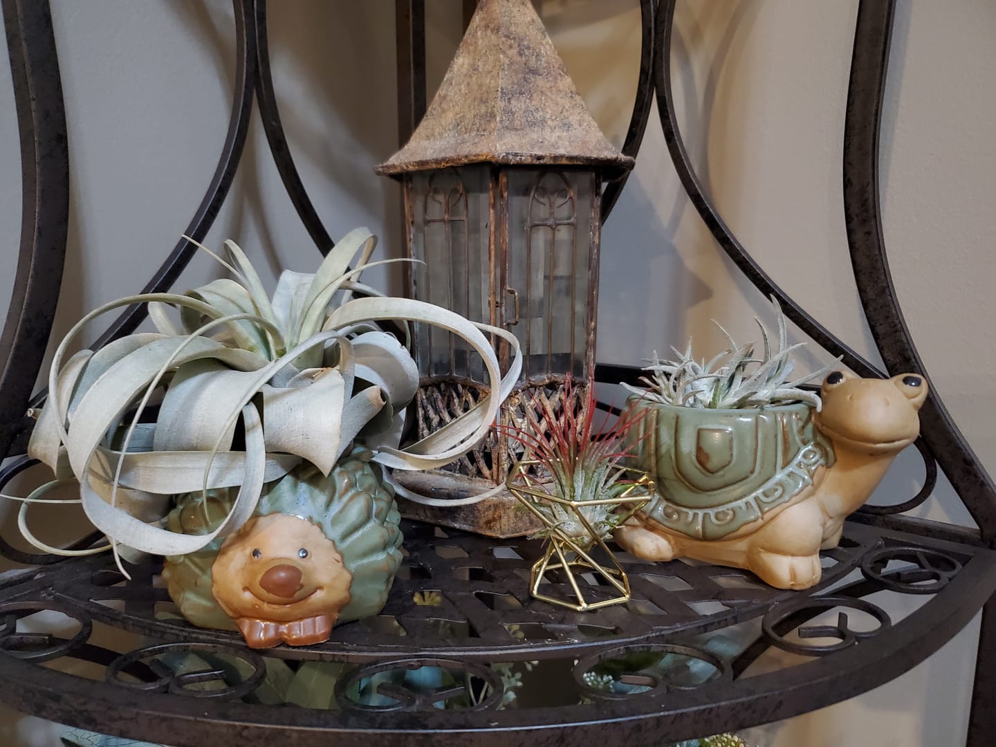 Customer photo review of Xerographica Thick Leaf Form  *Cannot Be Shipped Internationally*