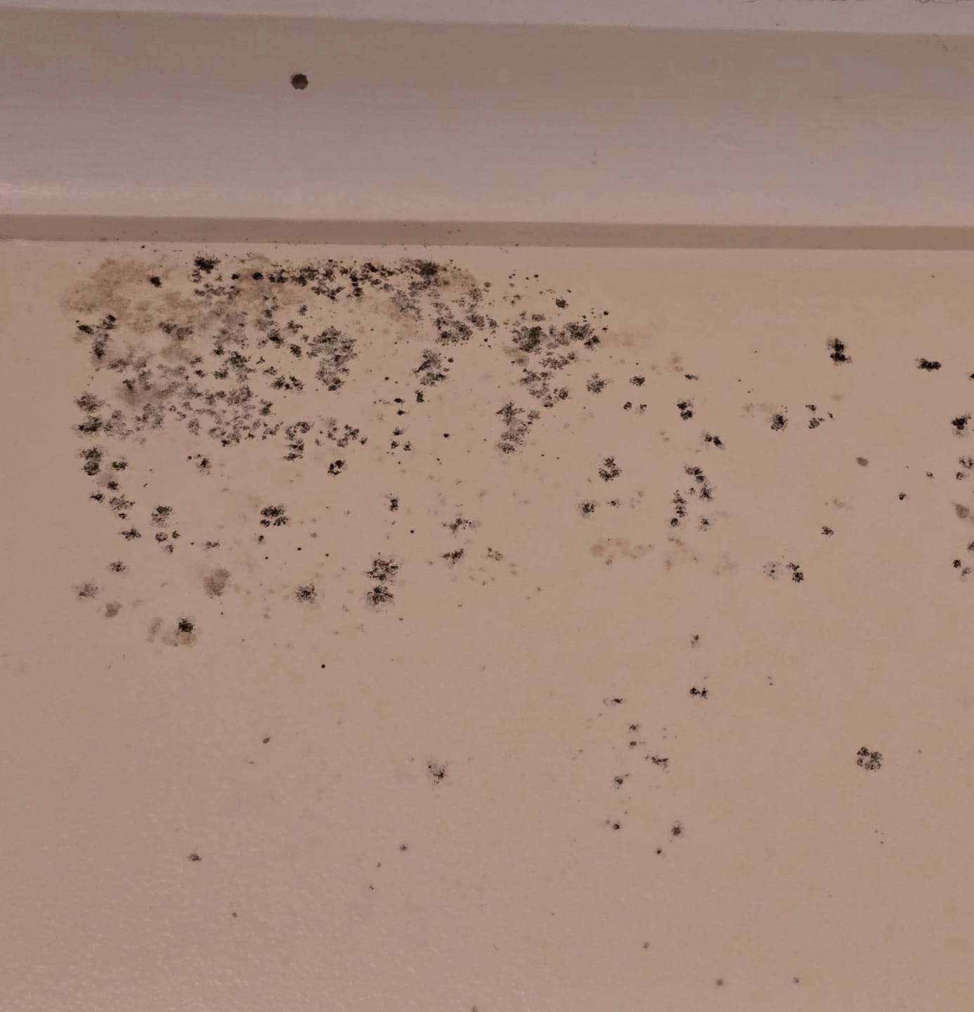 Customer photo review of Curtain Wizard Instant Mould & Mildew Remover