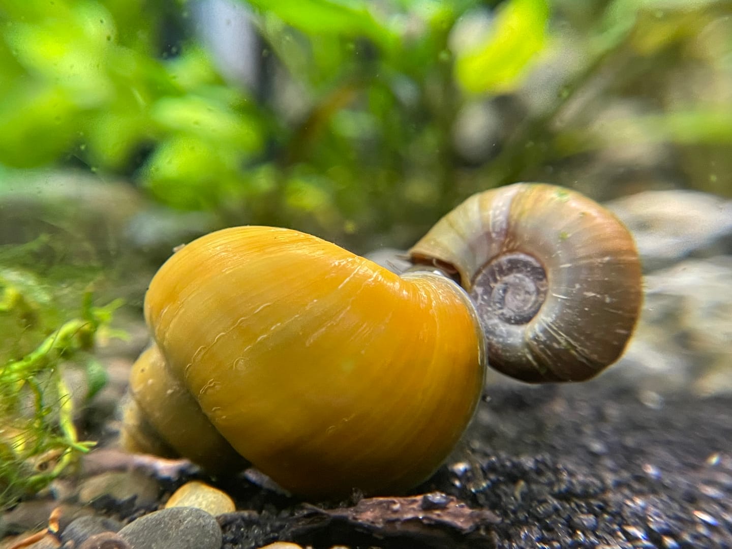 Customer photo review of Jade Mystery Snail