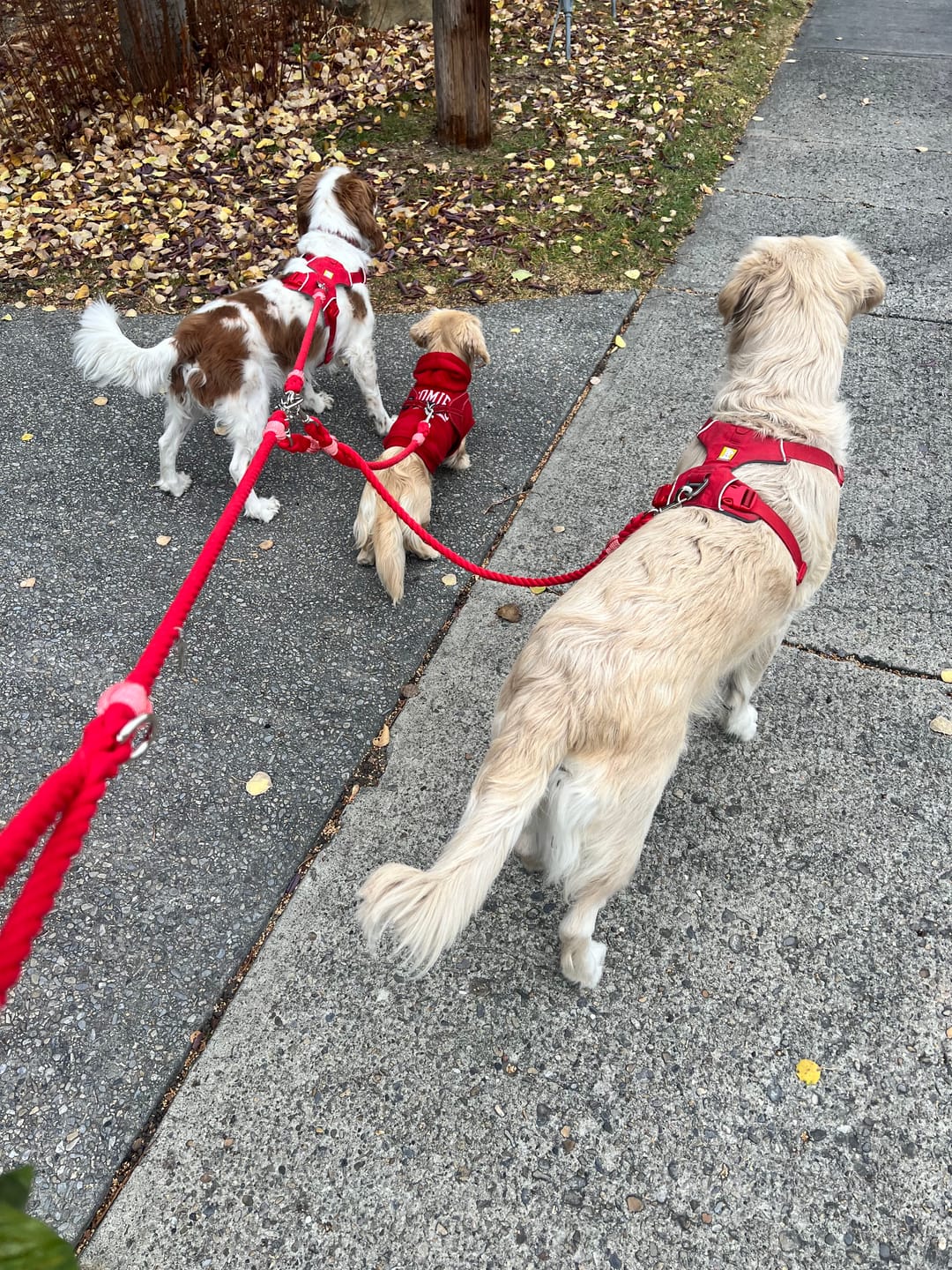 Customer photo review of Cotton Rope Multi-Dog Leash Connector