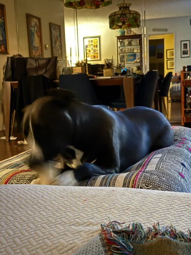 Customer photo review of STRAWBERRY YAK CHEWS