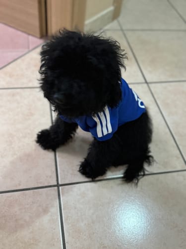 Customer photo review of Felpa "Adidog" Blu Personalizzabile con nome