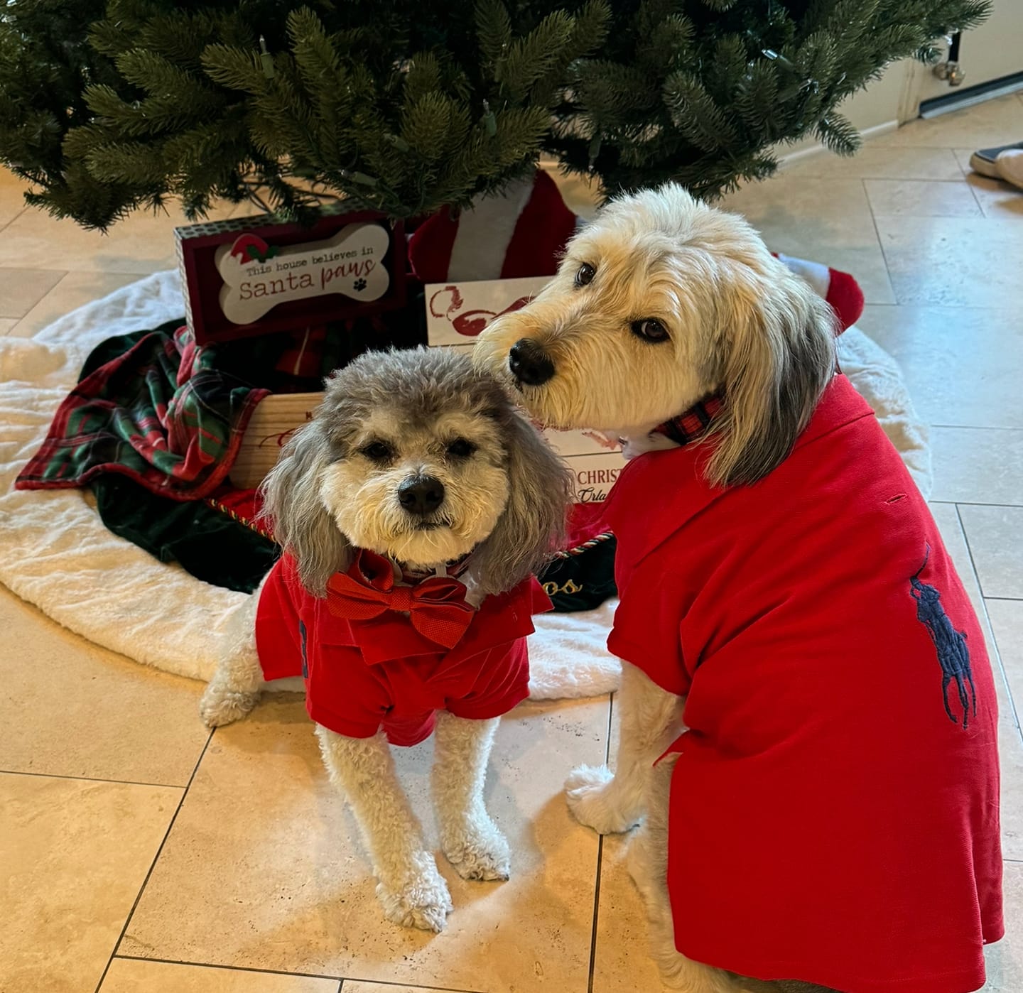 Customer photo review of Polo Ralph Lauren Big-Pony Mesh Dog Polo Shirt