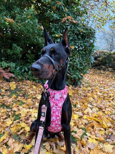 Customer photo review of Tough Trails™ Harness - Merry + Bright