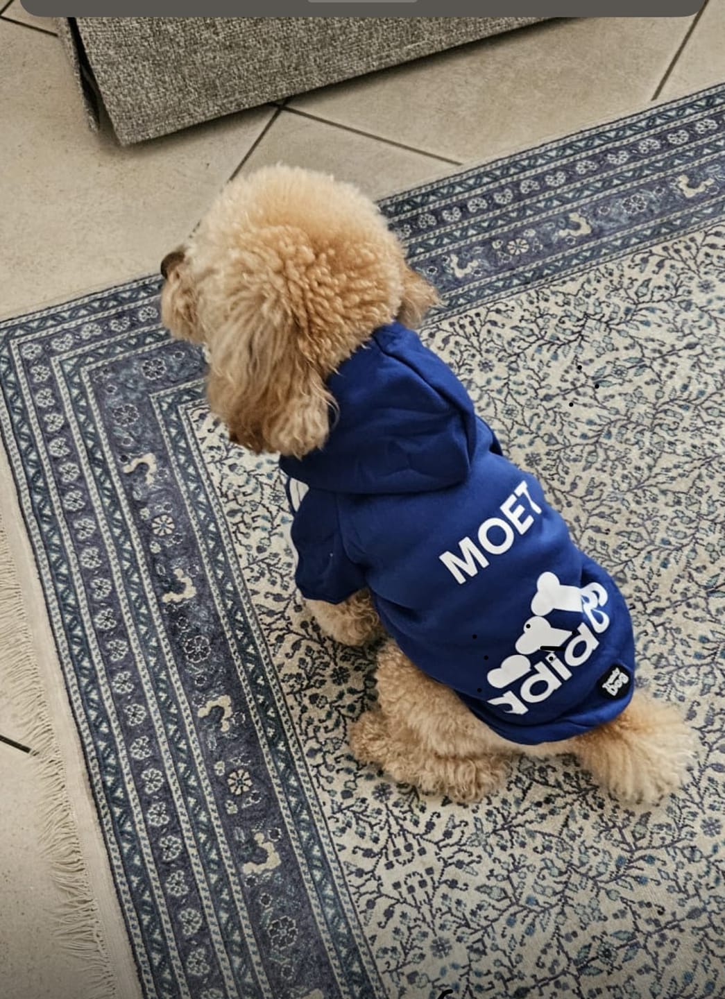Customer photo review of Felpa "Adidog" Blu Personalizzabile con nome