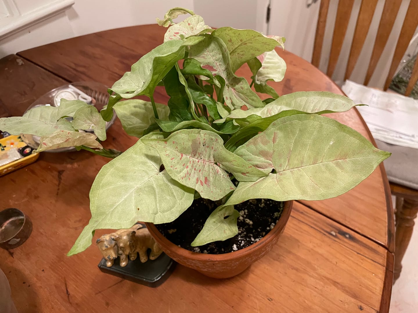 Customer photo review of Syngonium podophyllum 'Milk Confetti'