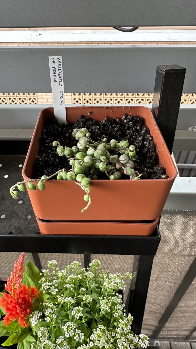 Customer photo review of Variegated String of Pearls - Senecio rowleyanus variegata