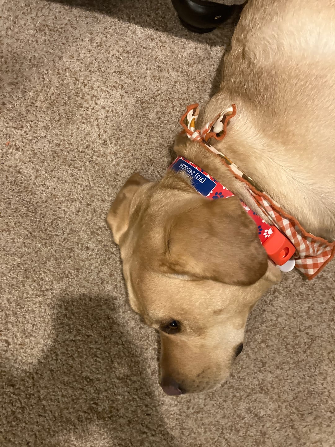 Customer photo review of Pawtriot Red Dog Collar