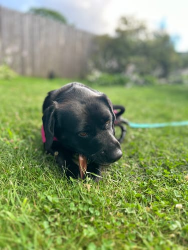 Customer photo review of Mixed Bully Sticks 5-6"