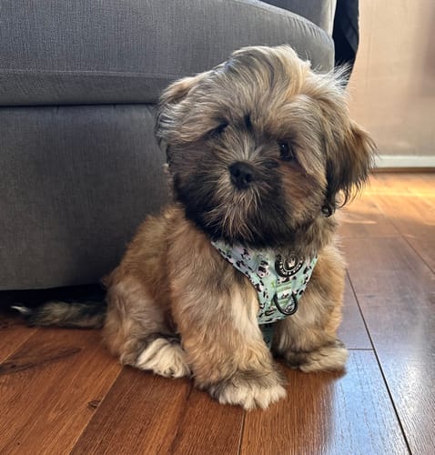 Customer photo review of Trail & Glow® Harness Bundle Set - Panda-monium