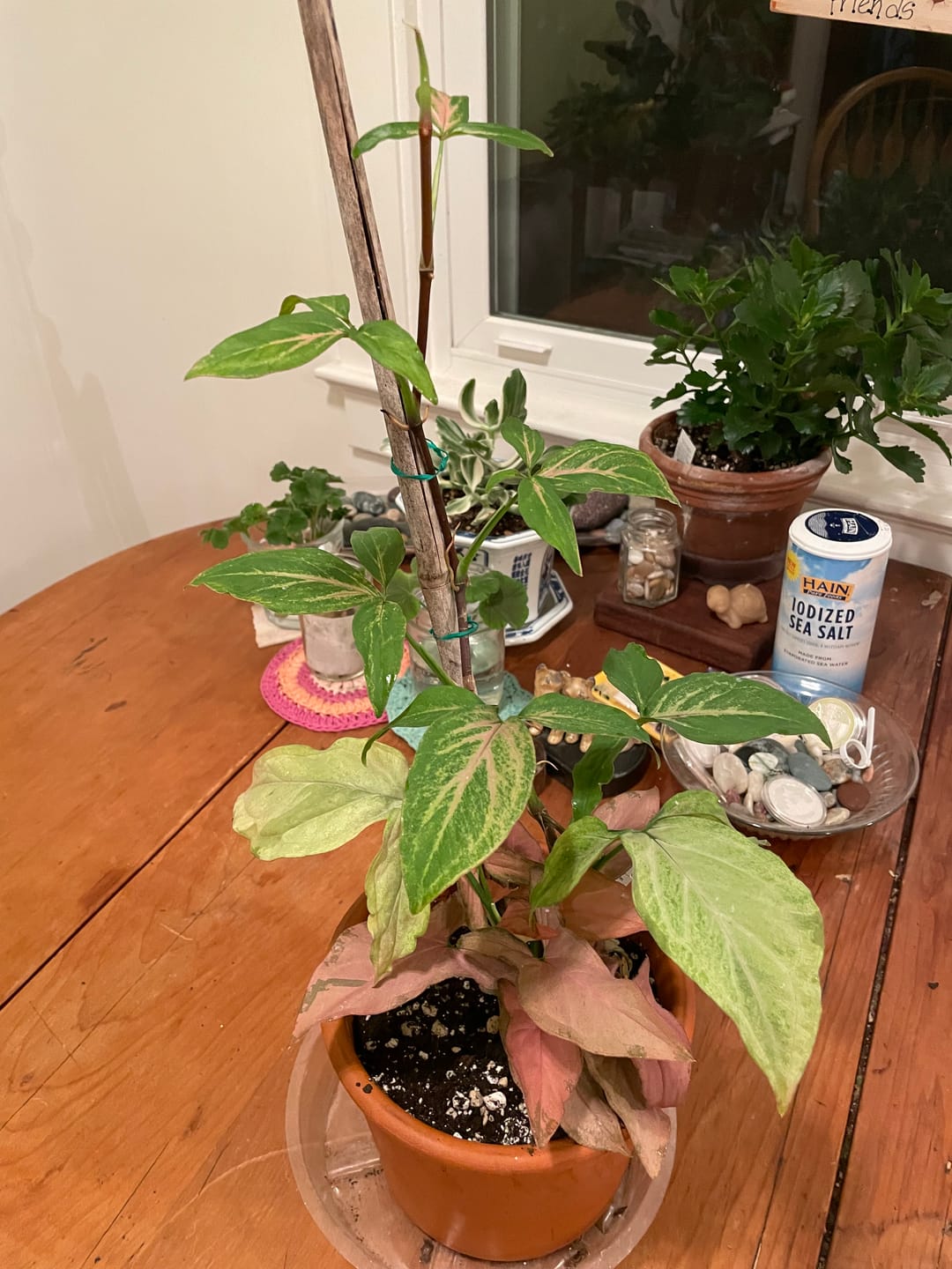 Customer photo review of Syngonium podophyllum 'Pink Perfection'