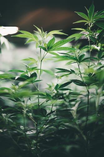 Customer photo review of Hanfsteckling | Chocolate Haze