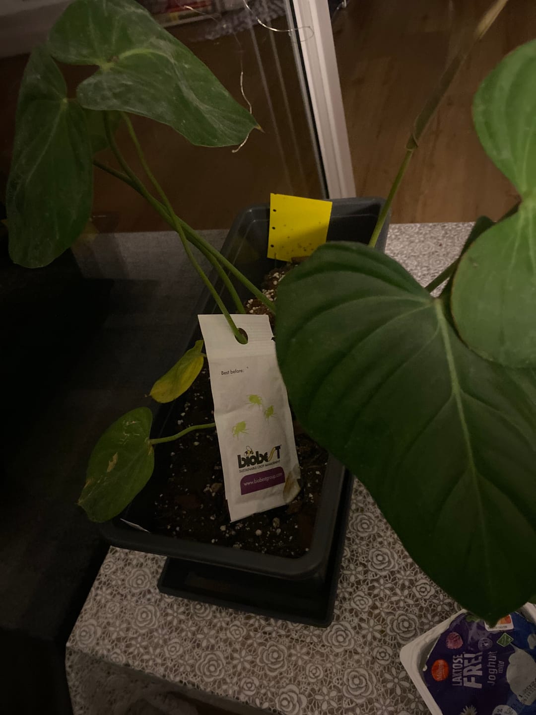 Customer photo review of Muddis Erde 15 Liter Erdmix