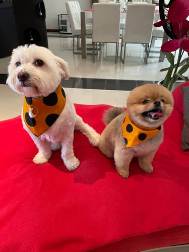 Customer photo review of Baby Fresh Dog Shampoo & Conditioner Duo