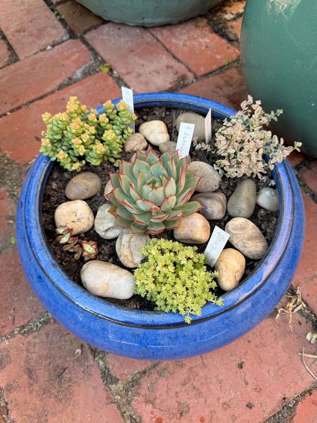 Customer photo review of Sedum Japonicum variegata - Matcha Latte