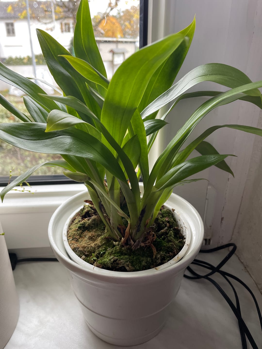 Customer photo review of Cochleanthes im Ampeltopf in versch. Farben