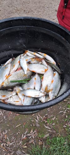 Customer photo review of DUIVENMEST 1kg🔝