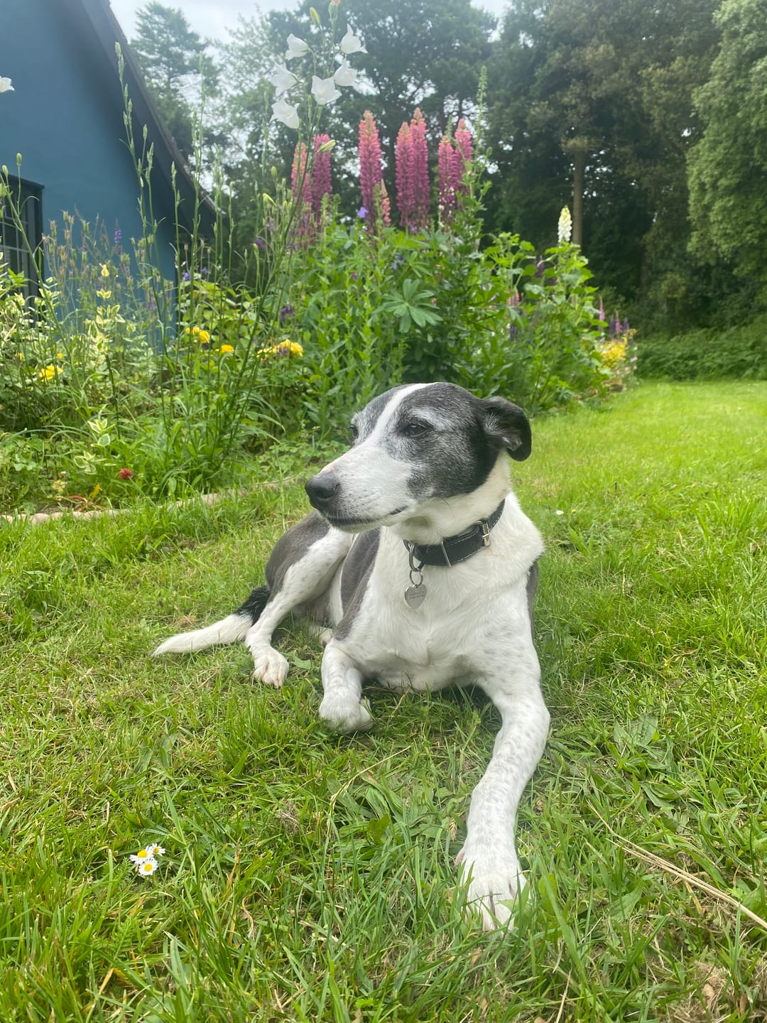 Customer photo review of British Poultry Dry Food Senior/Lite