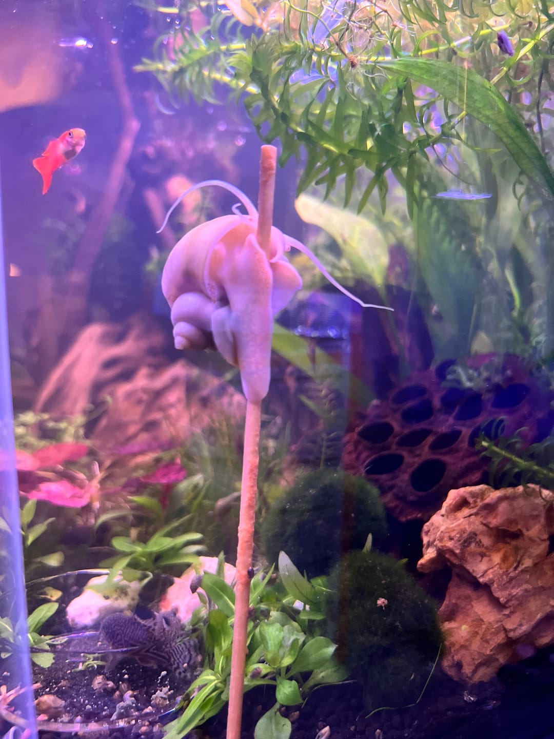 Customer photo review of Ivory Mystery Snail