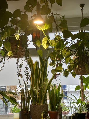 Customer photo review of Pianta Grow Light and Enna Plug-in Ceiling Pendant Bundle