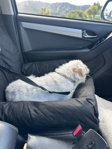 Customer photo review of Car Seat Cover
