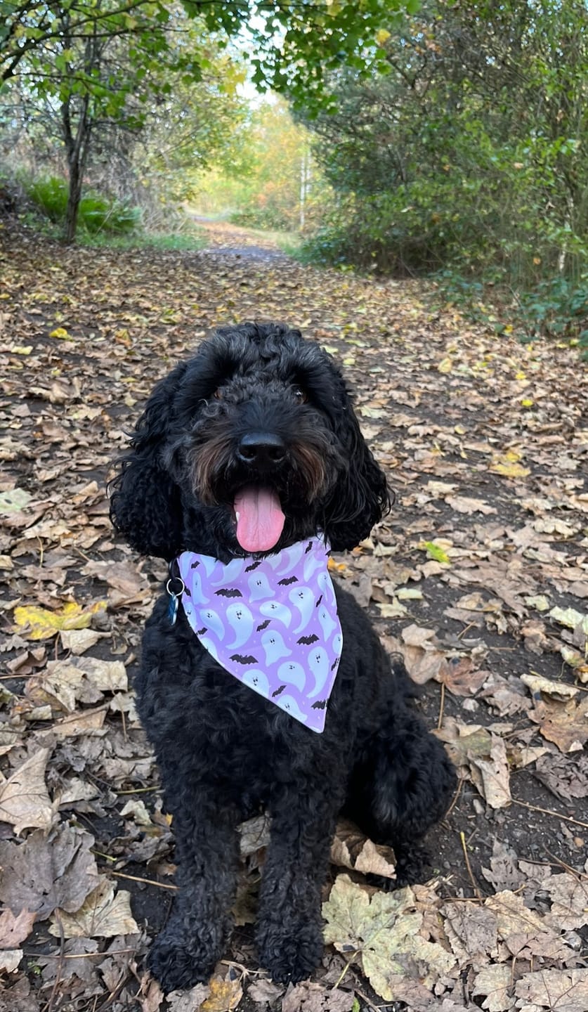Customer photo review of Bandana Loop Through - Boo-Hoo Hun