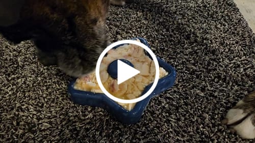 Customer video review of FreezStar - Long-Lasting Star Chew