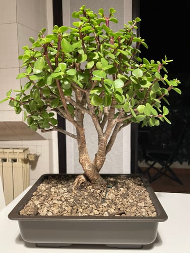 Customer photo review of SUPREMACY CB® (substrato premium ad alte prestazioni)