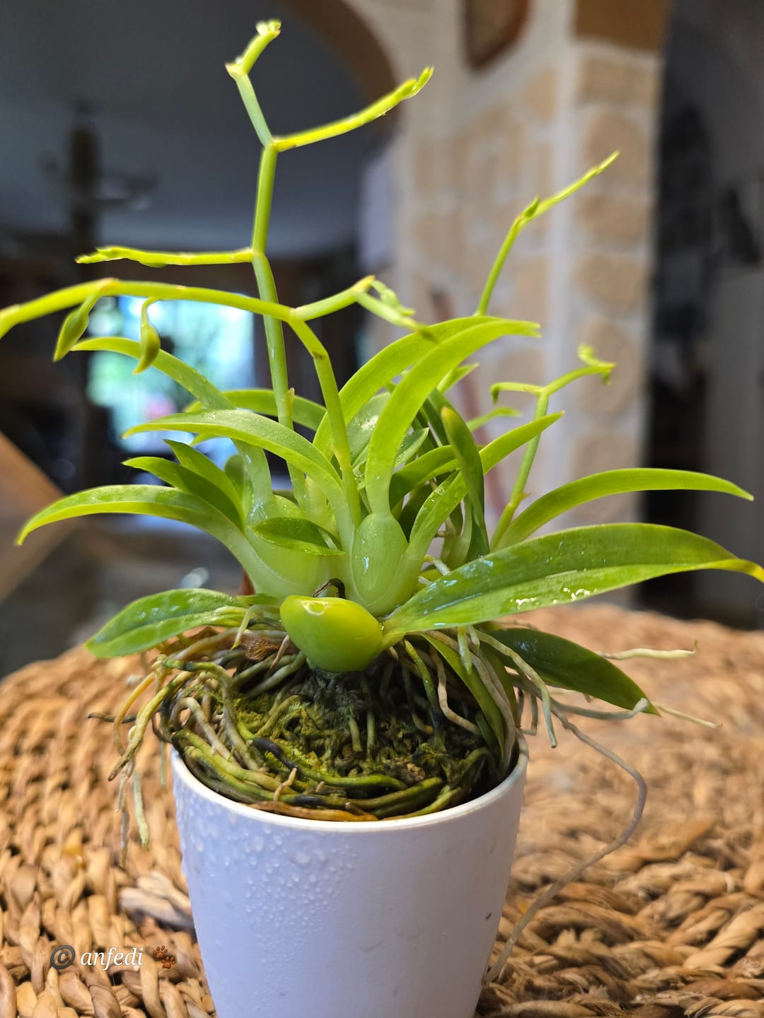 Customer photo review of Mini-Duft-Orchidee Cyrtochilum meirax mit 2+ Rispen