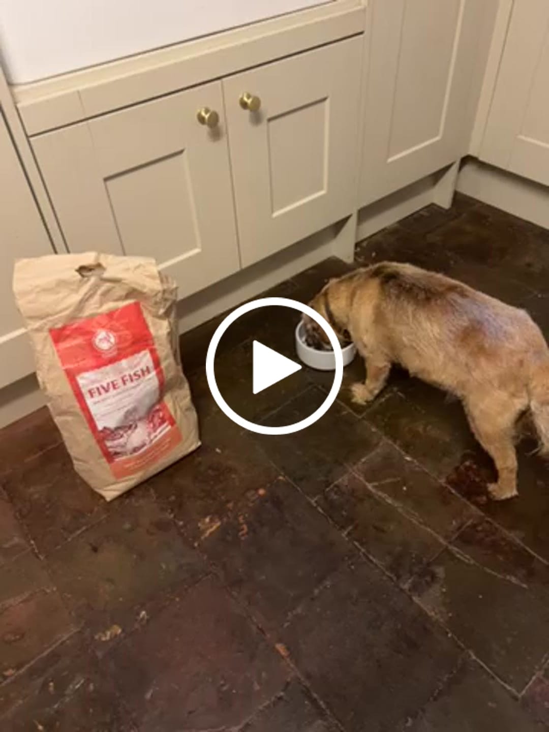 Customer video review of Five Fish Small Breed Dry Food