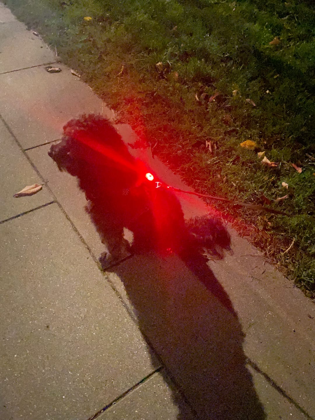 Customer photo review of Safety Light - 4-i-1 Lygte Til Hund