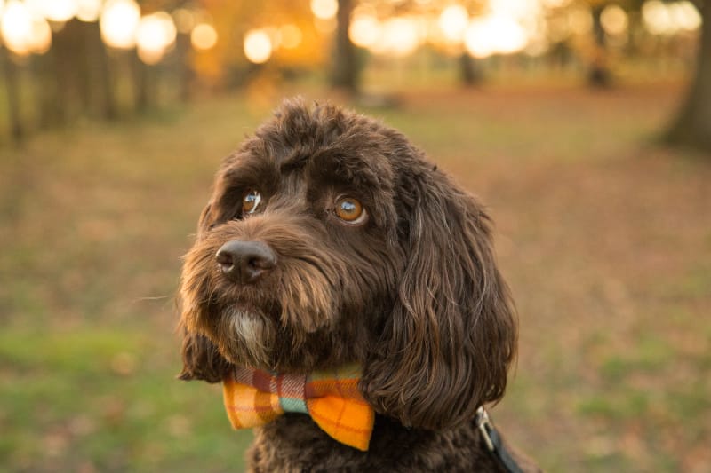 Customer photo review of Fall Plaid Dog Bow Tie for Dog Collar and Cat Collar- Orange & Blue