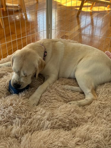 Customer photo review of Freezbox - Super Tough Treat Toy