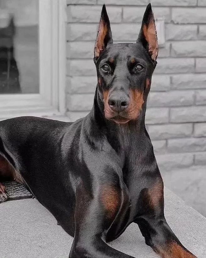 Customer photo review of Omegapet I Aceite de Sardina con Omega 3 para Perro y Gato. Contiene DHA y EPA