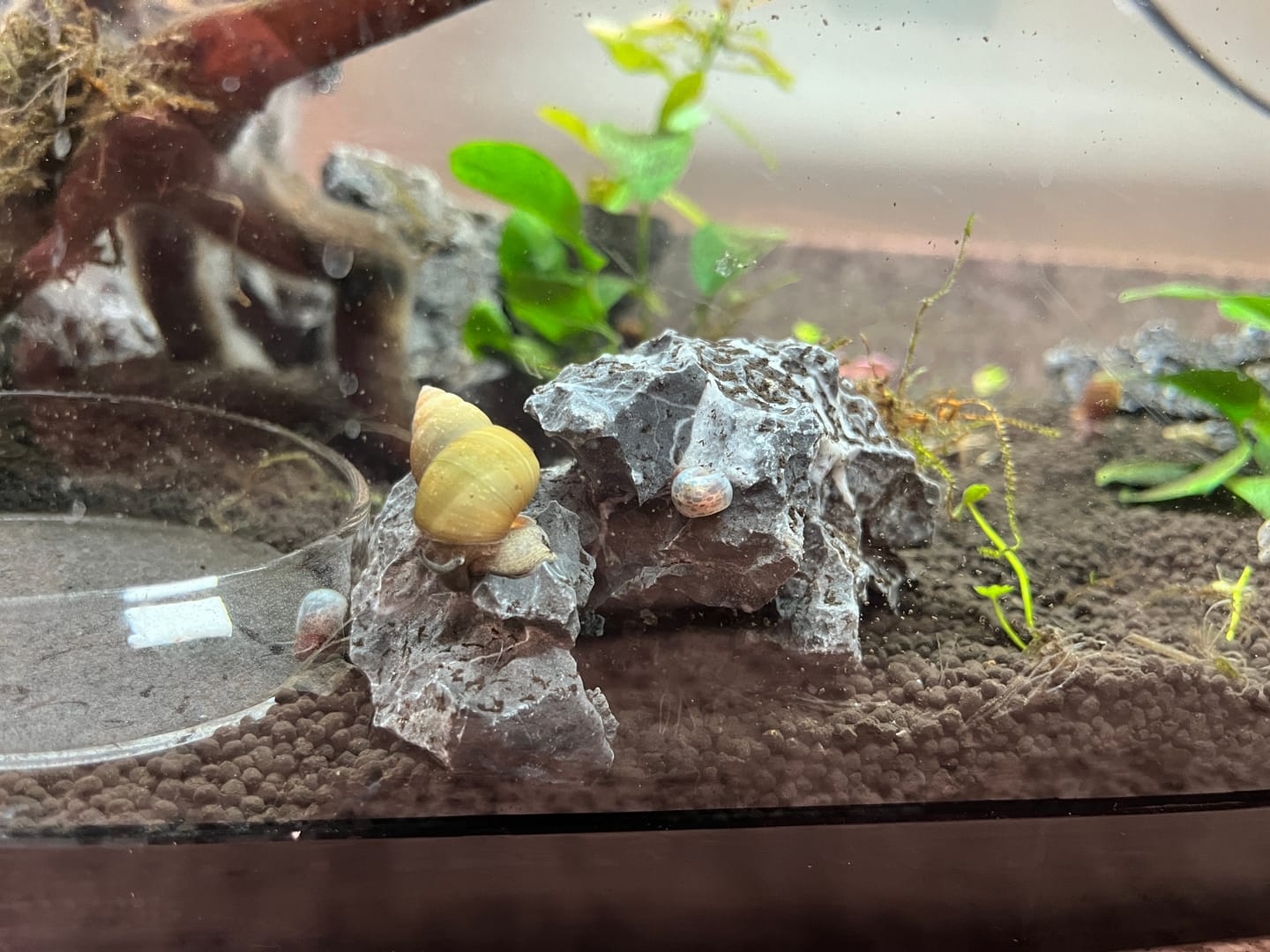 Customer photo review of Trapdoor  Snail