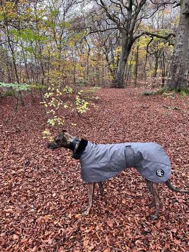 Customer photo review of Ofira Sighthound Coat with Faux Fur Lined Snood