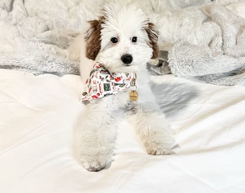 Customer photo review of Green Christmas Plaid Dog Bandana