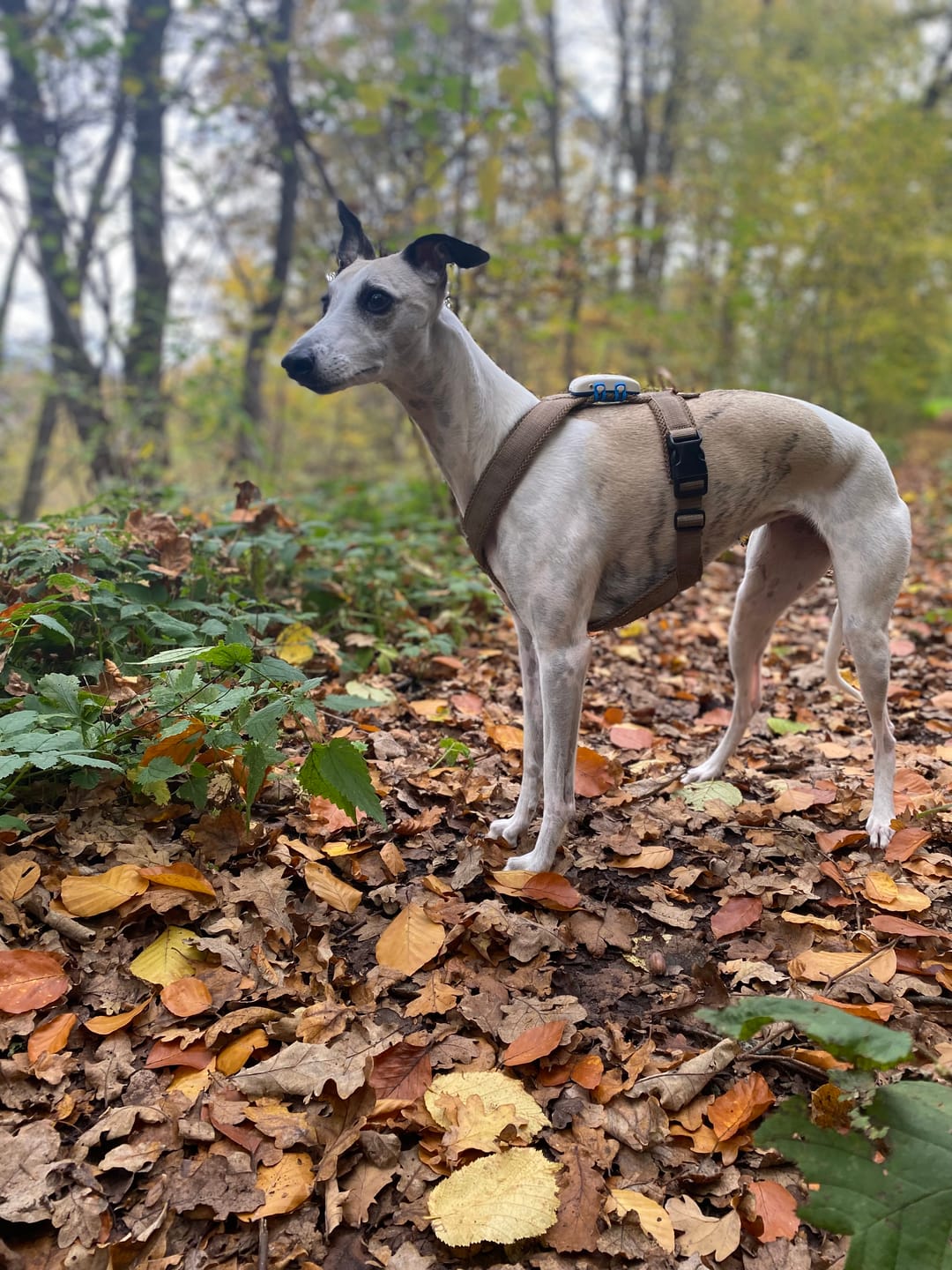 Customer photo review of Hundegeschirr FUN "Golden Sand"