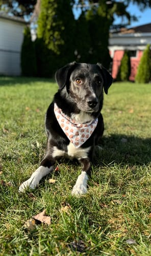 Customer photo review of Dog Bandana or Cat Bandana- Light Boho Pumpkin