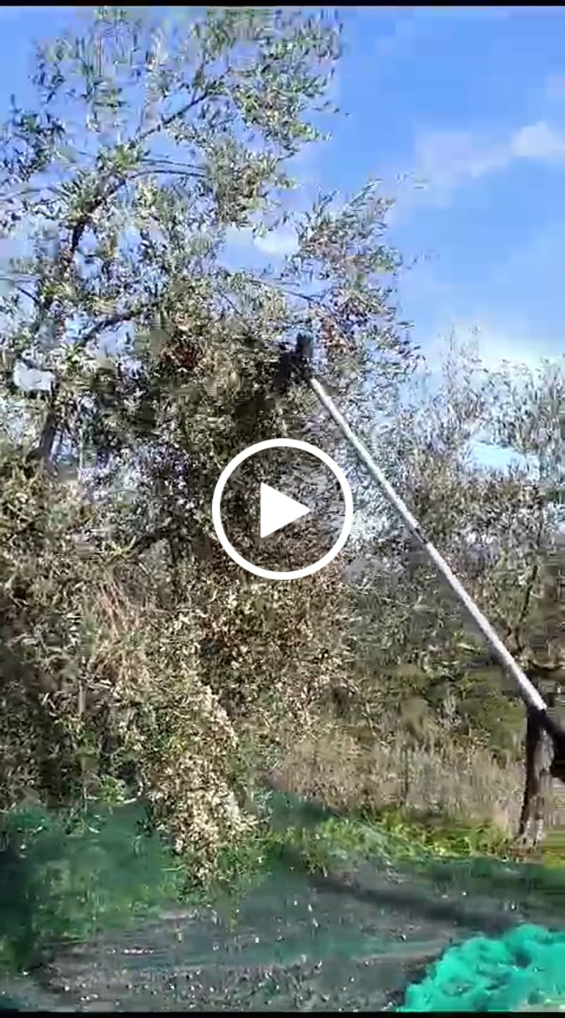 Customer video review of Rete antispina olive occhiellata