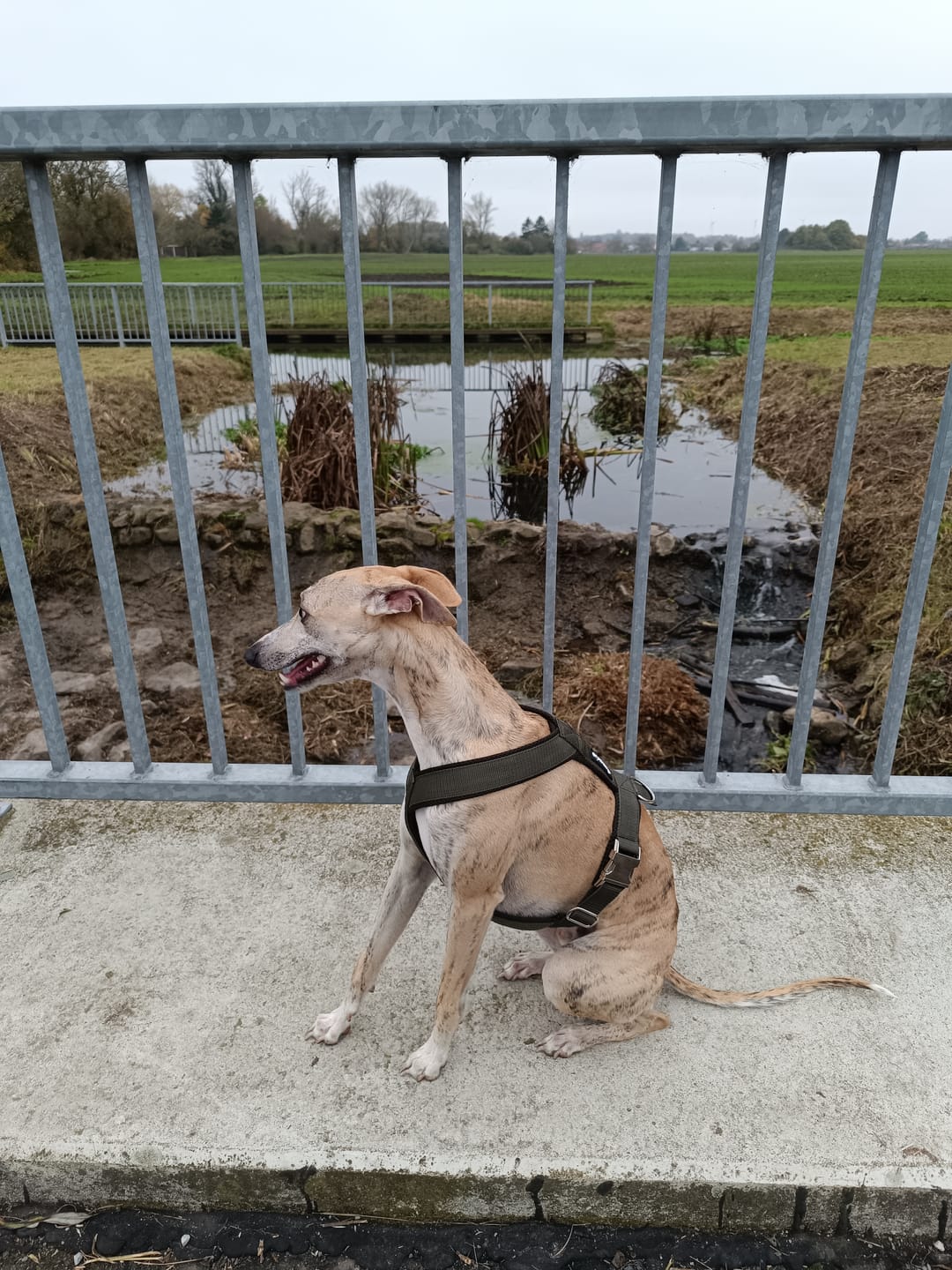 Customer photo review of Hundegeschirr PRO "Mountain Green"