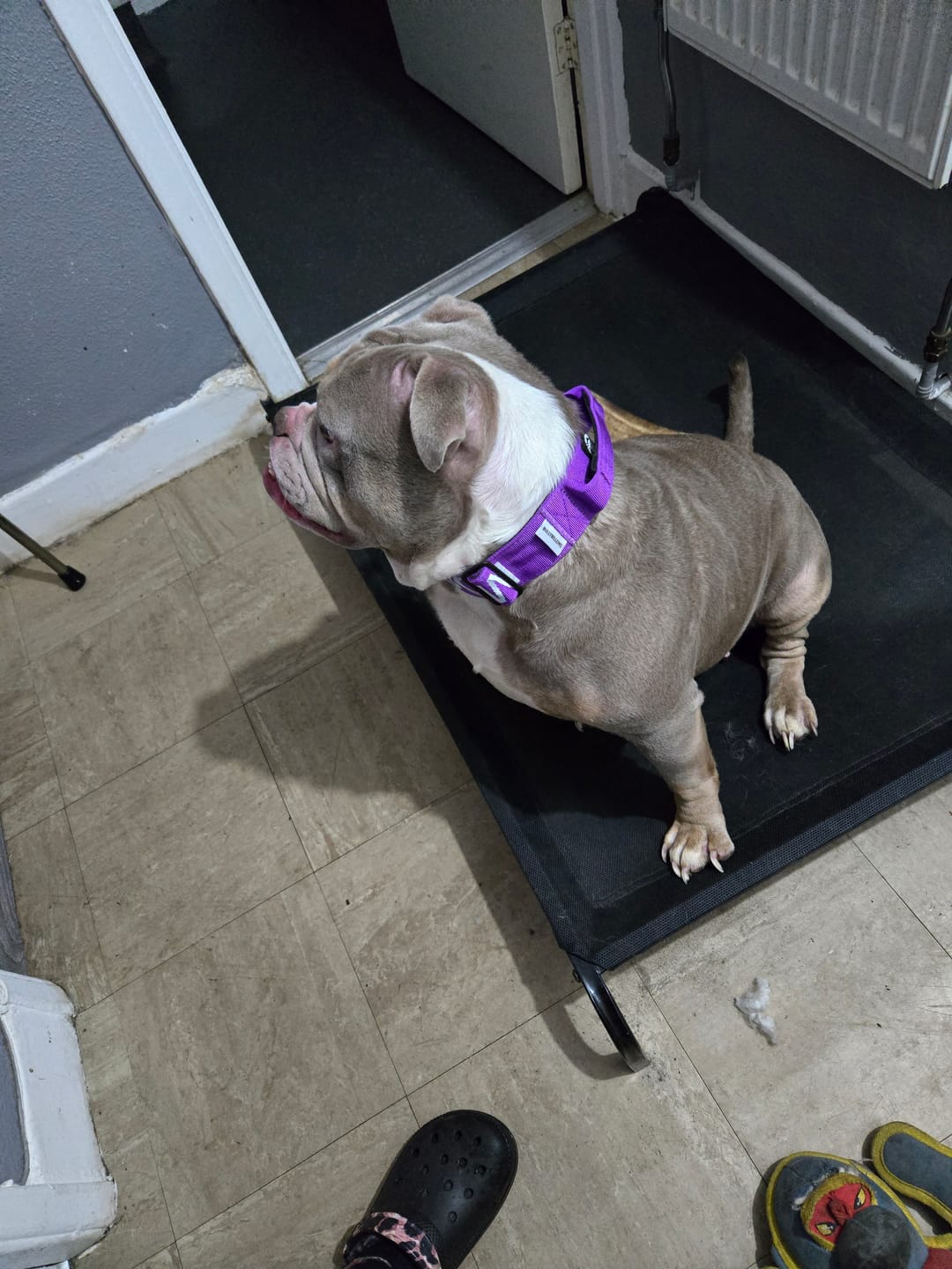 Customer photo review of 1.4m Lighter Swivel Combat Lead | Anti-Tangle & Secure Clip - Purple x Metal Grey