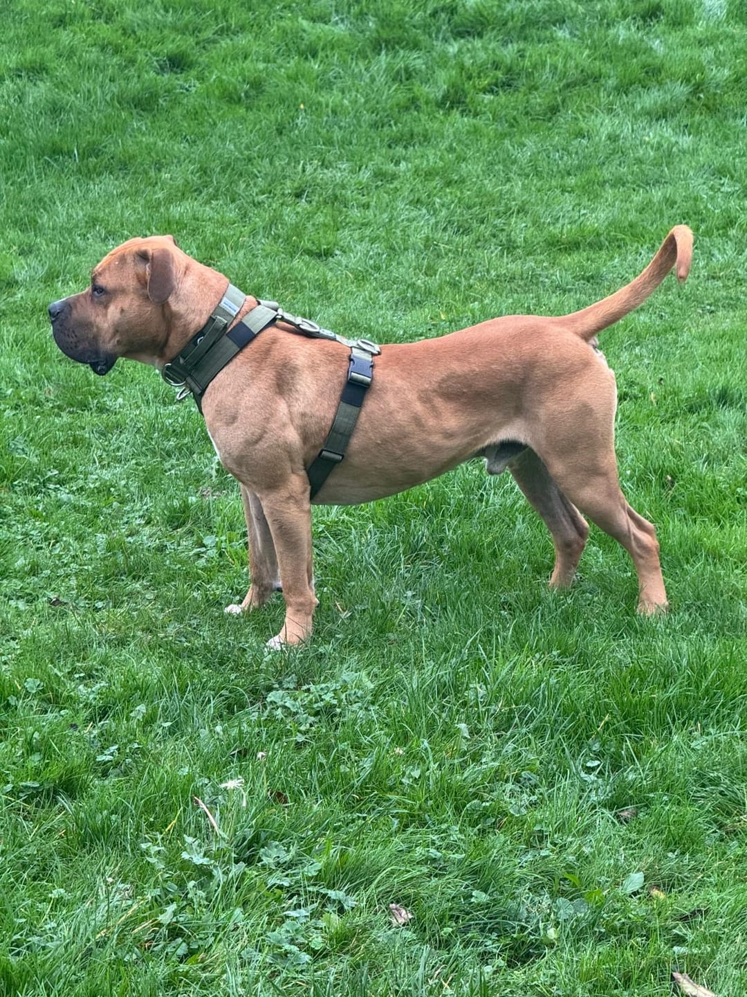 Customer photo review of Training Anti Pull TRI-Harness® | M-XL Breeds - Khaki